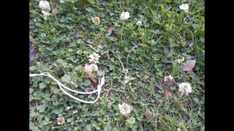 Very Clever ~ Dramatic Version Dutch Clover