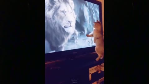 Try Not To Laugh 🤣 Funny Cat & Dog Compilation 2021