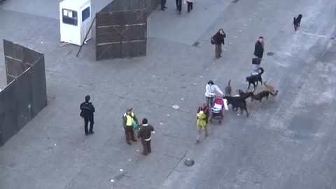 A PACK OF STRAY DOGS ATTACK A POLICE DOG, "WOW"