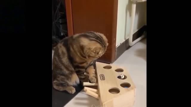 funny cat that make you laught