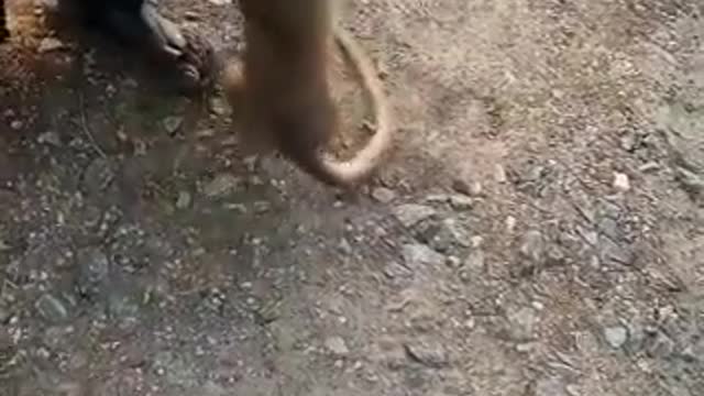 Man resuscitates an 8th month old Macaque which was attacked by a pack of dogs