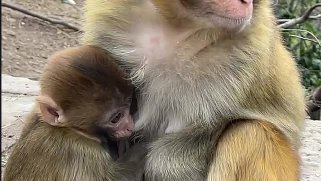 what made the monkey run away