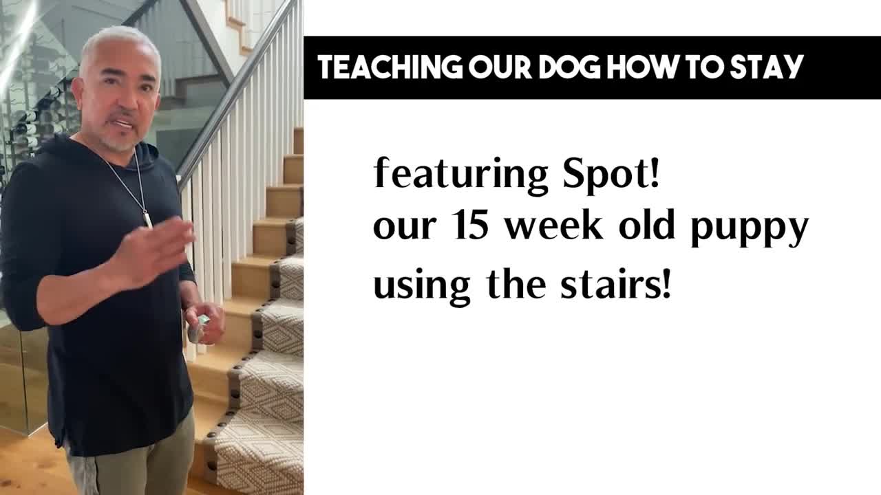 Teaching your Puppy how to stay, spot.