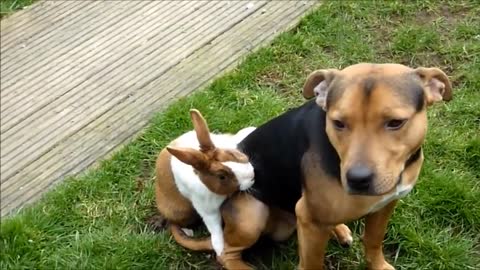 My Rabbit Shagging My Dog in the Garden