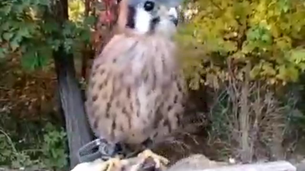 American Kestrel head stabilization