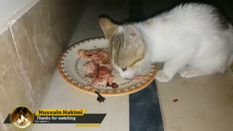 .Cute kitten _ Cutest cats and kittens videos 2022 _ #13 _ Funny cats