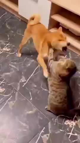 Dog and cat funny fight 🐱🐕video