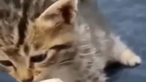 Funny Cats