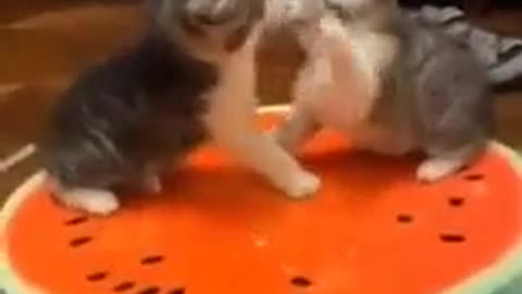 Two cat fight very funny🤣🤣🤣