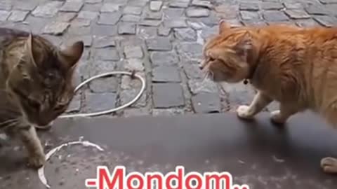 Funniest cat videos #101 - HILARIOUS!