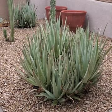 A Rare Rainy Day in Tucson