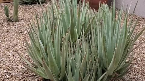 A Rare Rainy Day in Tucson