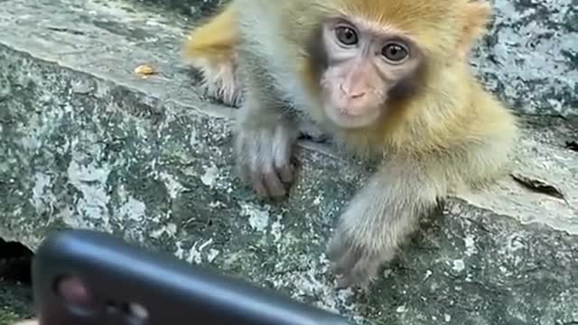 Show it to your monkey too