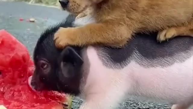 Cute dog funn with pig