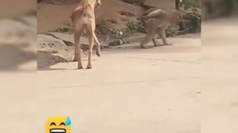 Super Funny animal