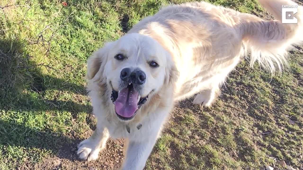 Wallis Has Two Noses … And One, Big Golden Heart!