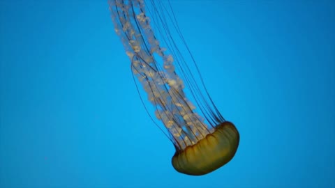 Jellyfish Swimming in the Deep Ocean Water..!