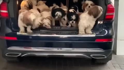 Adorable Puppies Jump Out of Car's Trunk!