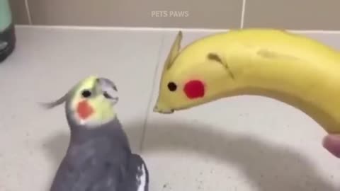 Smart And Funny Parrots Parrot Talking Videos