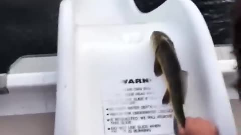 Fish Wanna Have Fun