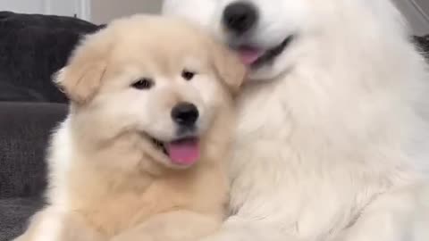 Golden Retriever & Samoyed are Best Friends!