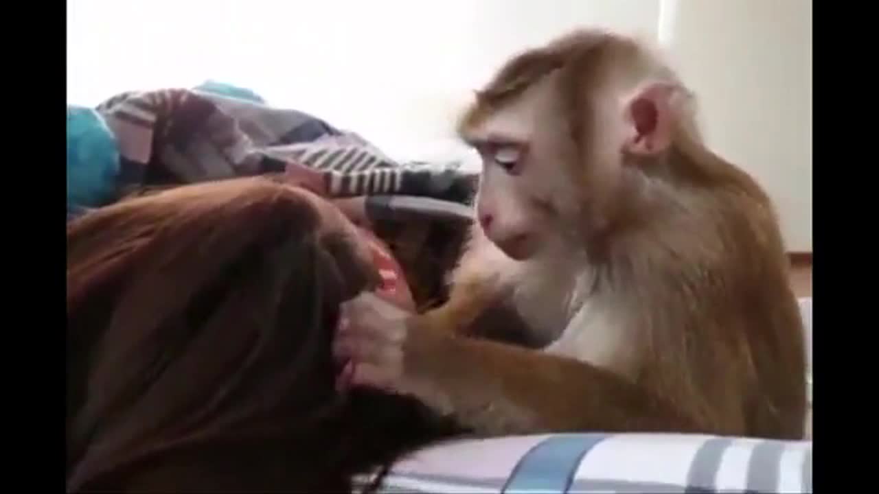 Monkey Love Just Looking for Fleas