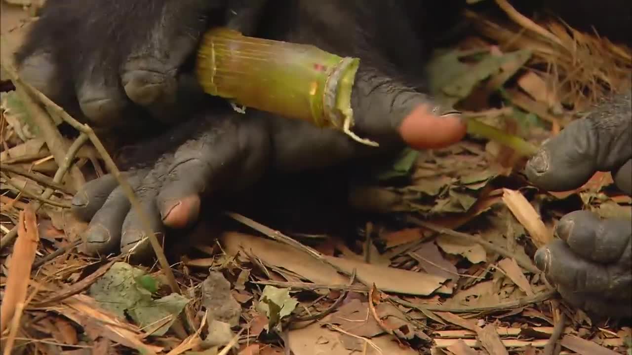 Animals TV | Gorilla and it's Funny Situation