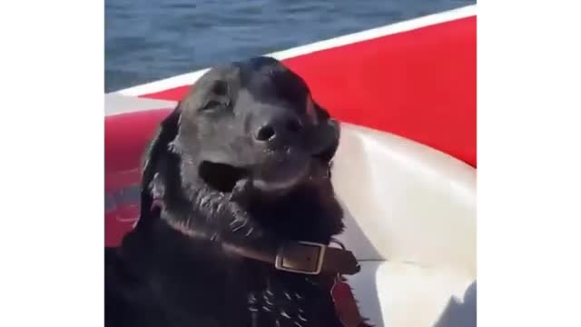 Dog relaxing on a steamer