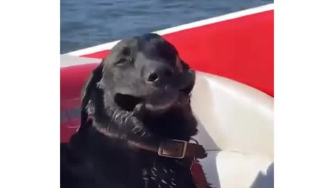 Dog relaxing on a steamer