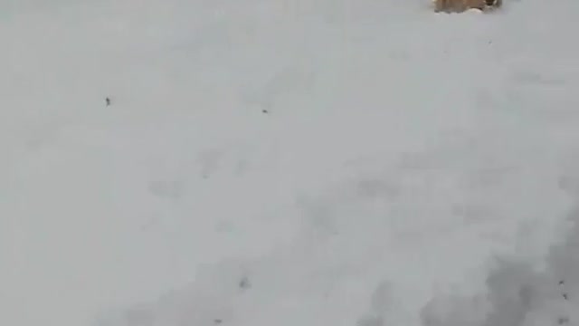 Russian Labrador