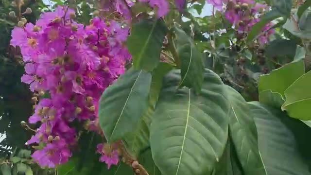 Beautiful purple flowers