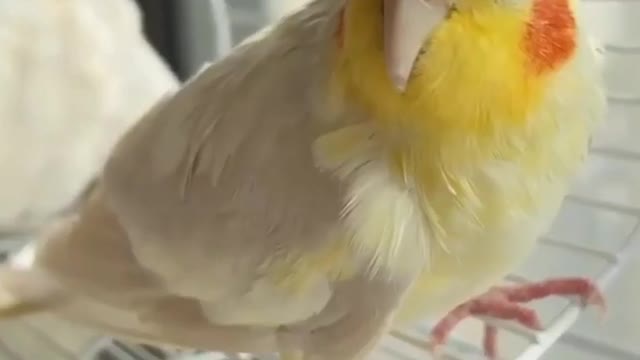 Smart Parrots and cute birds_ Satisfyinghat_ Original Satisfying Videos PART - 1