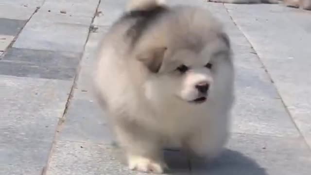 Cute Puppy on the road