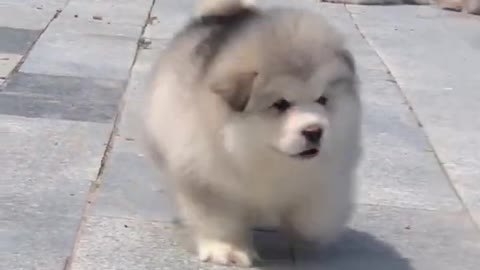 Cute Puppy on the road