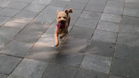 Dog running to the owner while walking