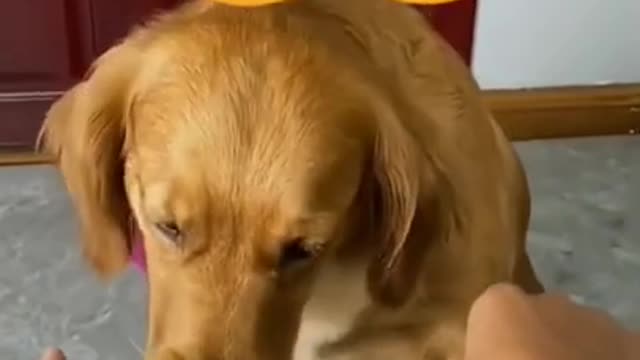 Cool dog comedy scene||