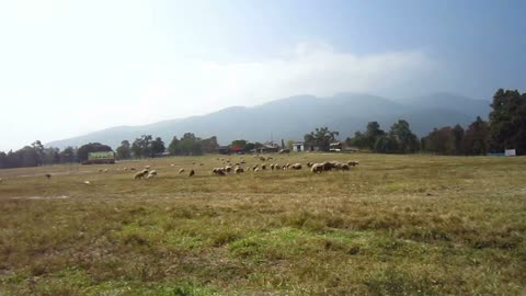 Sheep farm next to the cloudy mountain