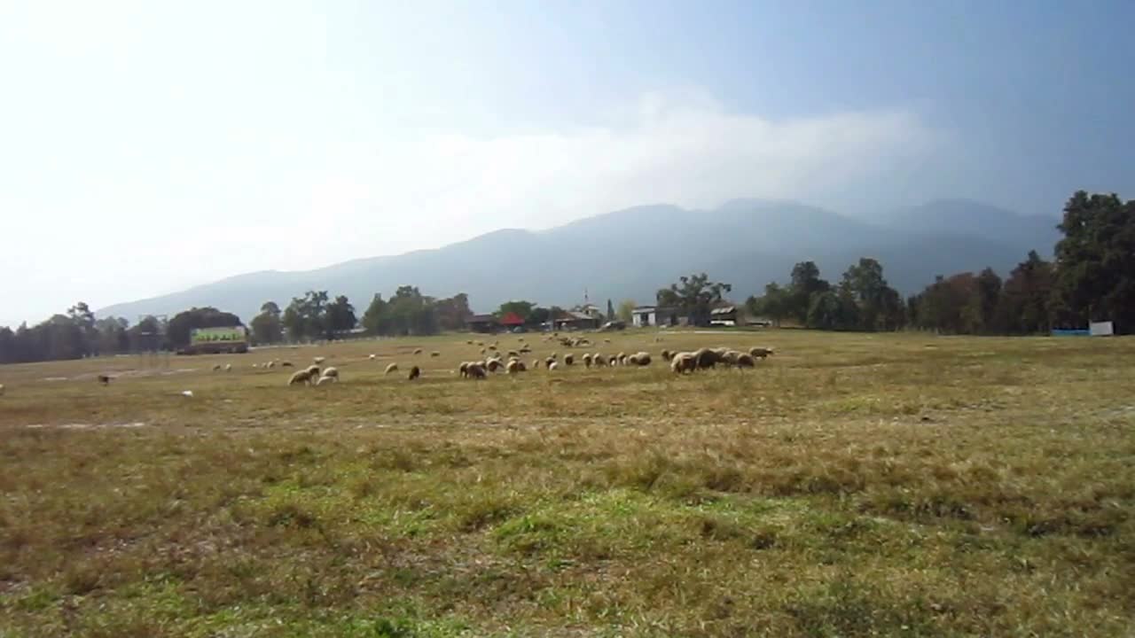 Sheep farm next to the cloudy mountain