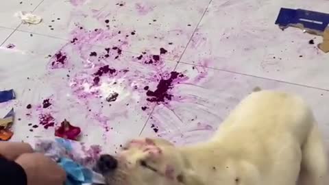 Cute and Funny Dog Videos