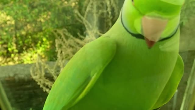 Marvelous parrot