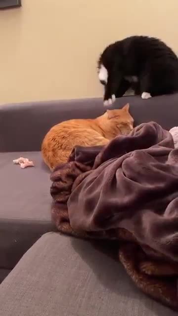 There are two types of people in the morning)Есть два типа людей по утрам)