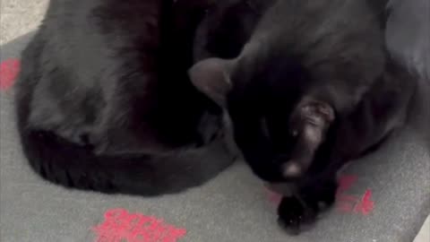 Adopting a Cat from a Shelter Vlog - Cute Precious Piper Makes Herself Beautiful #shorts