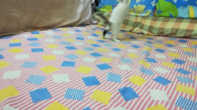 Sofi Kitten Bed Game With Carla