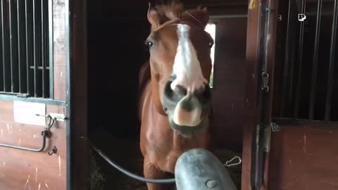 Funny Horses 2023 Compilation