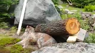 Yanking A Cherry Log