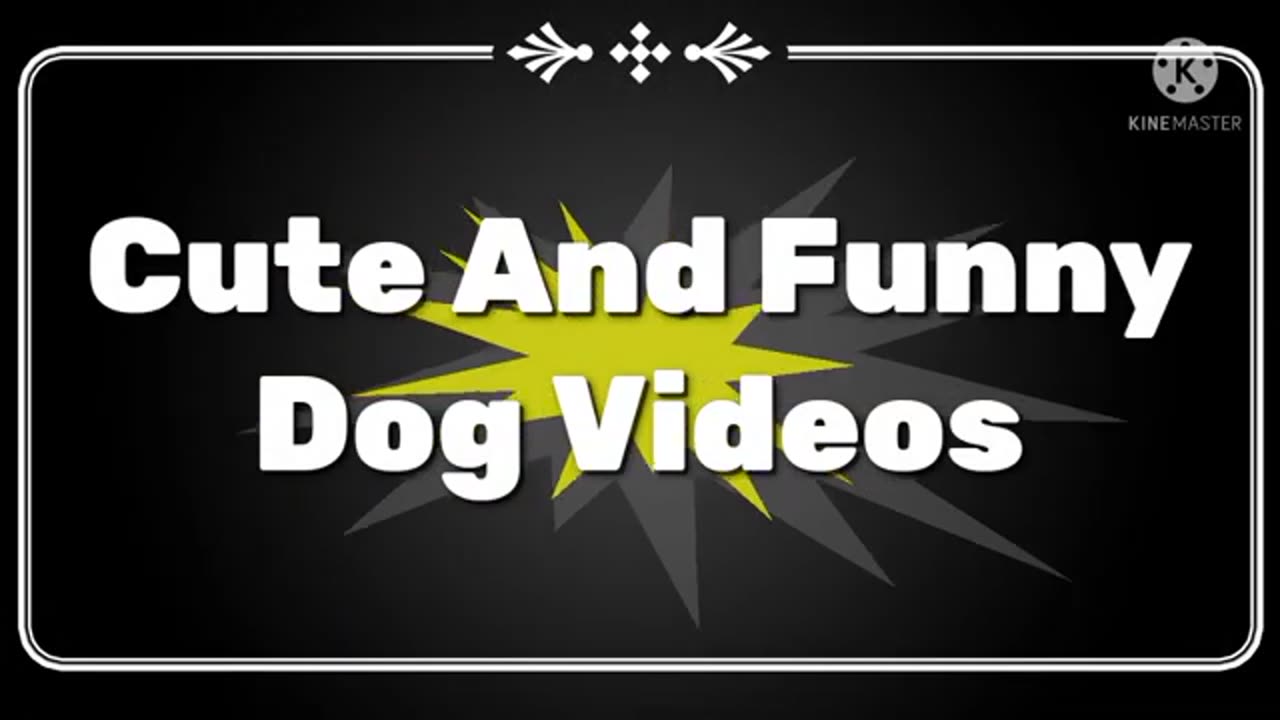 Funny Dog Video