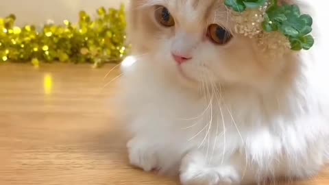 Viral cute cat video🐱 love pets