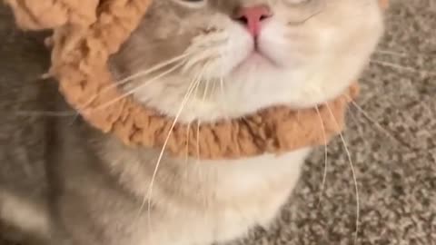 My lovely cat is doing a copycat