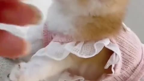funny cats meow baby cute compilation [cat-cash home)