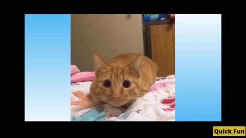 Dogs and Cats Very Funny Videos